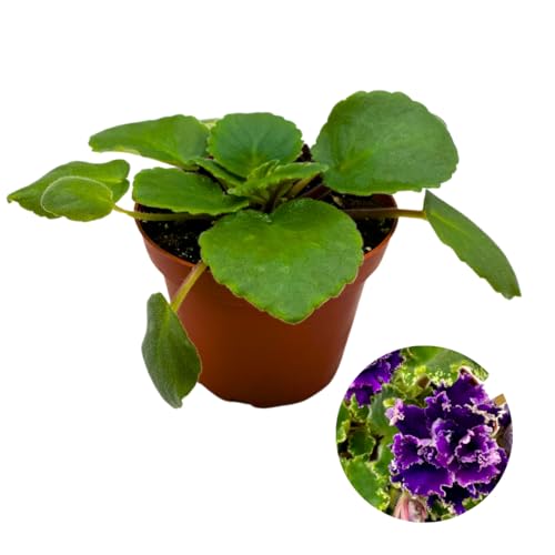 Harmony Foliage African Violet Harmony's Dancing Queen 4 inch Purple Flower