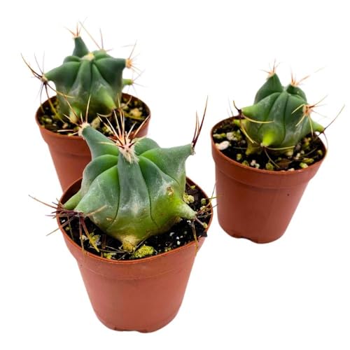 BubbleBlooms Ferocactus Emory's Barrel Cactus, 2 inch Set of 3, Coville's echidne Tiny Mini Pixie Plants