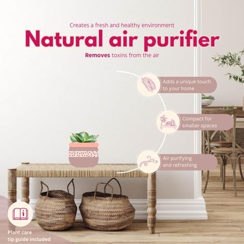 BubbleBlooms Agave Mediopicta Albo Variegated Rare Aloe Set of 3 in 2 inch pots