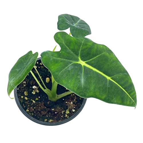 BubbleBlooms Alocasia Micholitziana, Velvet Elvis, 4 inch
