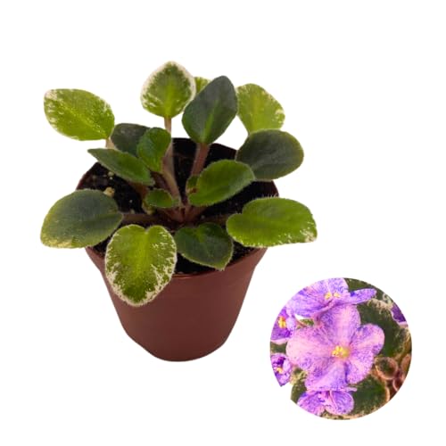 Harmony Foliage Mini African Violet Cajun's Le Bon Ton Roule Variegated, 2 inch Pink Flower