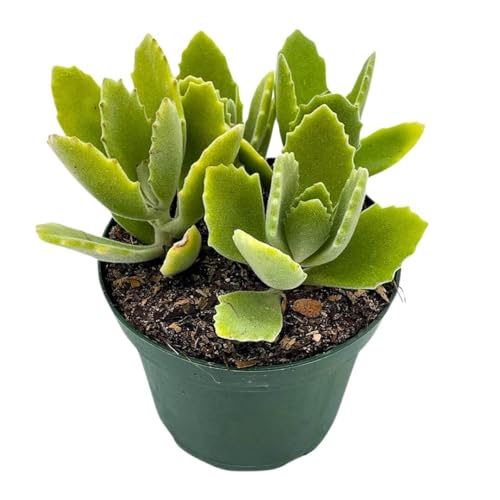 BubbleBlooms Kalanchoe millotii in a 4 inch Pot Millot Kalanchoe, Green Fuzzy Furry Leaves Succulent