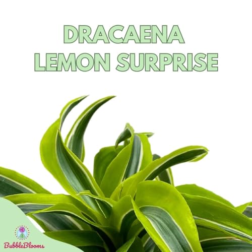 BubbleBlooms Dracena Lemon Surprise 4 inch deremensis, Lemon Lime fragans