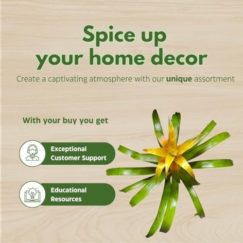 BubbleBlooms Yellow Bromeliad in a 4 inch Pot Nidularium billbergioides