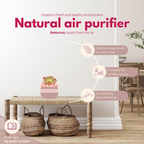 BubbleBlooms Echeveria Succulent Assortment, 3 inch Potted Live Variety Set