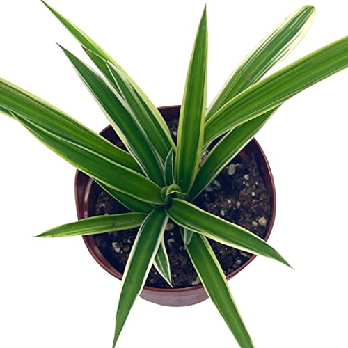 BubbleBlooms Spider Plant, Chlorophytum comosum, Limited, in a 2 inch Pot Tiny Mini Pixie Plant