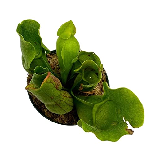 BubbleBlooms Jumbo Sweet Pitcher Plant, in a 3 Inch Pot, Carnivorous Plant, Sarracenia pitcherplant