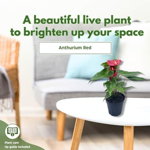 BubbleBlooms Anthurium Red Flamingo Lily andraeanum Linden ex Andre Painter's Palette in a 4 inch Pot