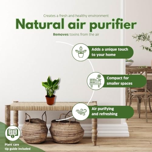 BubbleBlooms Epiprenum Shangri-La in a 4 inch Pot Spinach Pothos Shangri La