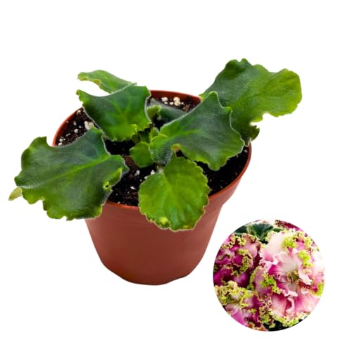 Harmony Foliage African Violet LE Shantal 4 inch White Red Ruffle