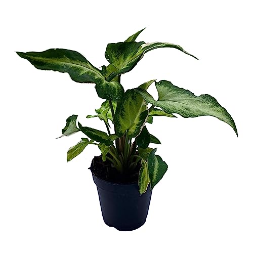 BubbleBlooms Starlite Syngonium, Zebrina, Raggedy Anne in 4 inch Pot