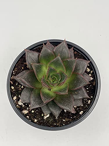 Echeveria purpusorum, Urbinia Purpusii, Dudleya Purpusii, Rare Succulent, Variegated Plant, Dark Black Echeveria, Rosette Shape, Natural
