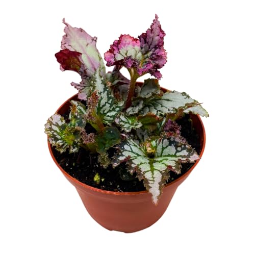 Harmony Foliage Harmony's Pink Comet Begonia Rex 4 inch Pink White Curly