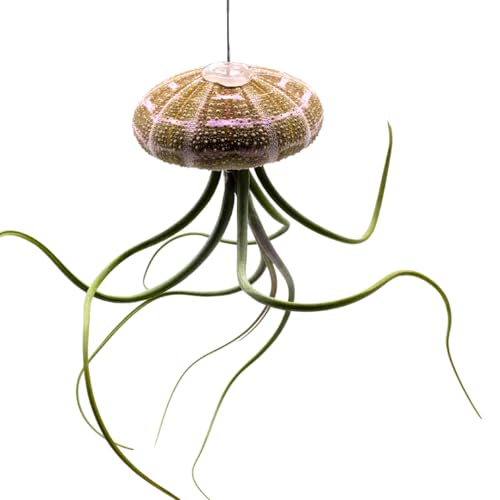 BubbleBlooms Large Tillandsia Jellyfish, Big Hanging air Plant with Seashell