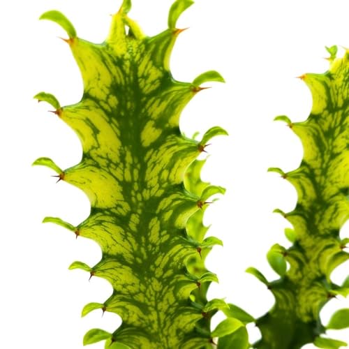 BubbleBlooms Tricolor Variegated Euphorbia Trigona, 2.5 inch, Green & White African Milk Tree