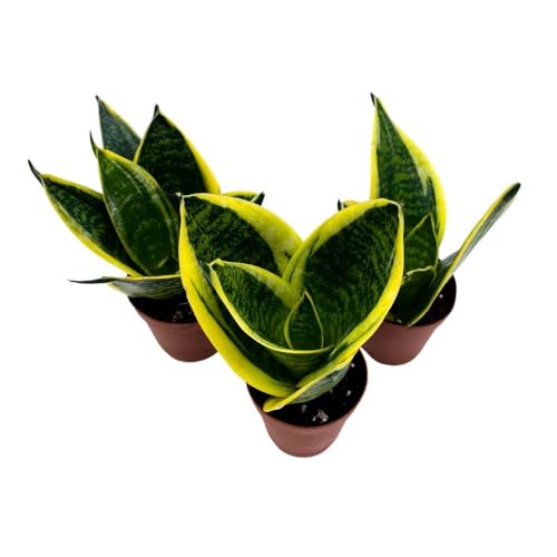 BubbleBlooms Dwarf Variegated Sansevieria trifasciata, 2 inch Set of 3, Snakeplant Rosettes