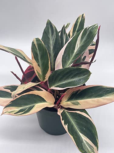 BubbleBlooms Triostar Stromanthe, 6 inch Sanguinea, Tricolor Variegated