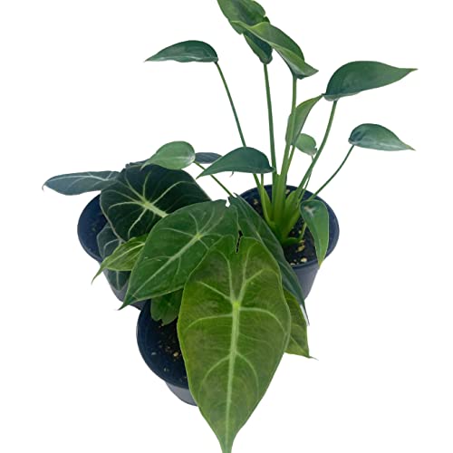 BubbleBlooms Jewel Alocasia Assortment, 3 Different Alocasias in 4 inch pots Grower's Choice