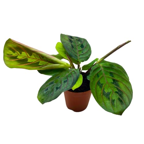 BubbleBlooms Mini Prayer Plant Calathea in 2 inch Pot, Growers Choice