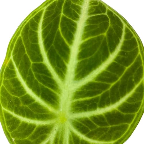 BubbleBlooms Alocasia Ninja, 2 inch Rare Alocasia Black Velvet Ninja Starter Tiny Mini Pixie Plants