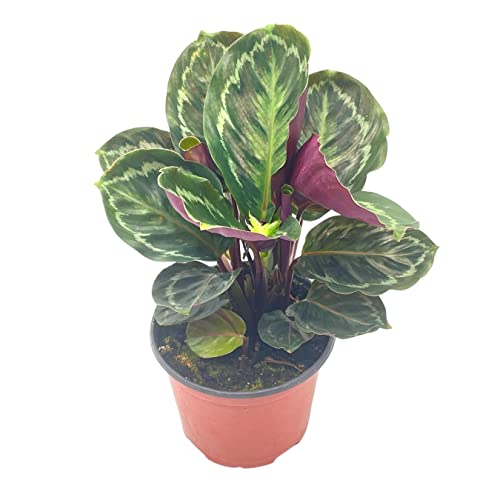 BubbleBlooms Calathea Medallion, Roseopicta in a 6 inch Pot Regal Rose, Rabbit Ear Prayer Plant