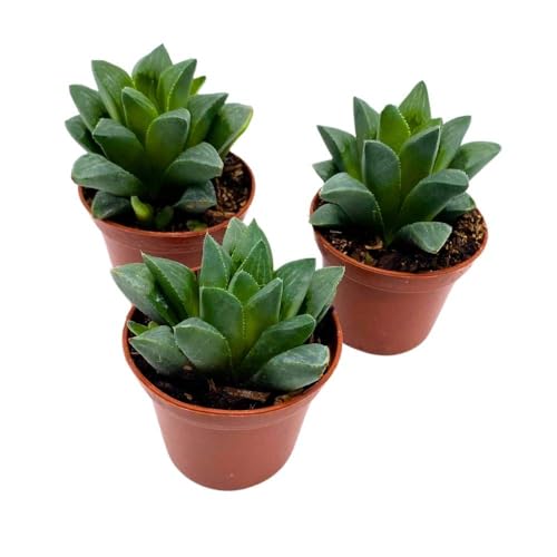 BubbleBlooms Haworthia African Emeralds, 2 inch Set of 3, Haworthia Retusa Tiny Mini Pixie Plants