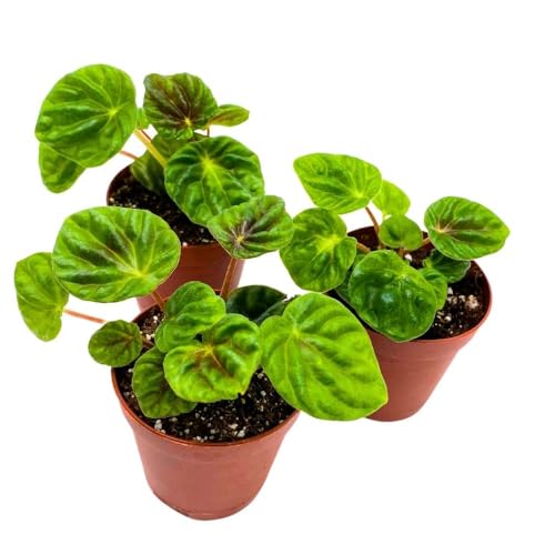 Harmony Foliage Peperomia Emerald Ripple Dark Green, 2 inch Set of 3, Pep Caperata