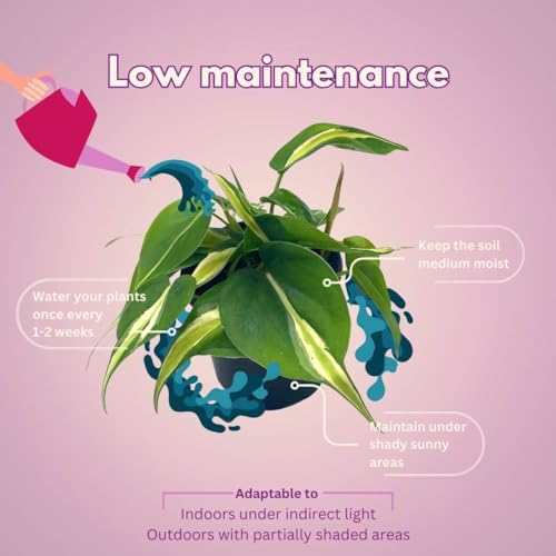 BubbleBlooms Philo Silver Stripe, 4 inch Variegated Philodendron Hederaceum Cordatum Heartleaf