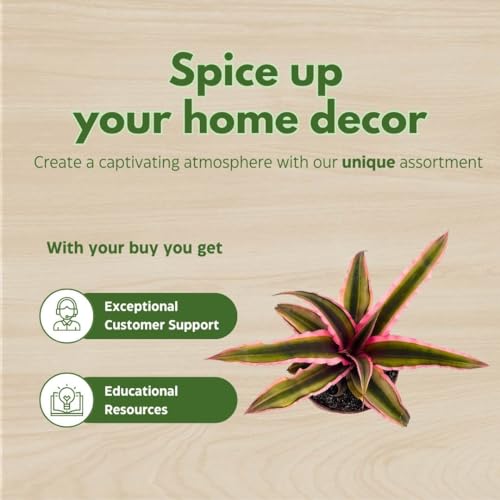 BubbleBlooms Cryptanthus Bivittatus in a 2 inch Pot Pink and Green Variegated, Earth Star Bromeliad, Tiny Mini Pixie Plant