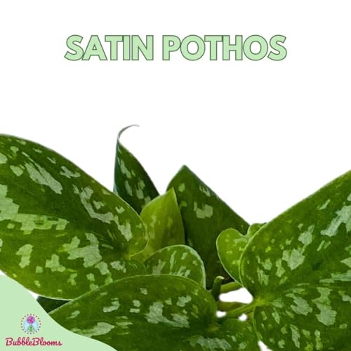 BubbleBlooms Satin Pothos, Scindapsus Pictus, Silver Vine, Silver Cloud, Silk Pothos in 6 inch Pot
