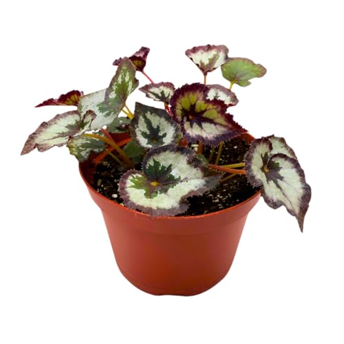 Harmony Foliage Harmony's Chocolate Icicles Begonia Rex 6 inch White Brown