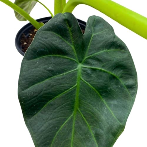BubbleBlooms Alocasia Regal Shield in a 6 inch Pot Black Elephant Ear, Upright