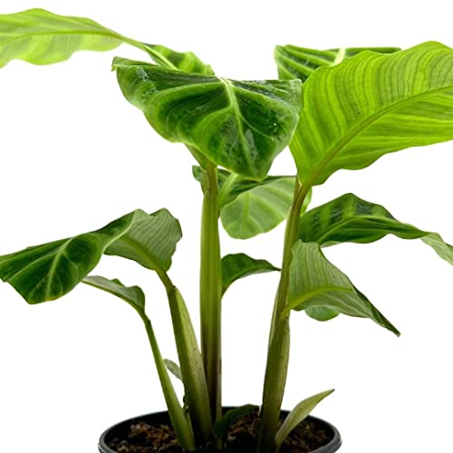 BubbleBlooms Calathea Zebrina, in a 4 inch Pot, Goeppertia Zebra Striped Prayer Plant