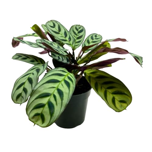 BubbleBlooms Calathea Burle Marxii in a 4 inch Pot Prayer Plant