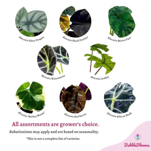 BubbleBlooms Rare Alocasia Assortment, 2 inch Set of 6, Jewel, Jacklyn, Cuprea Pixie Plants