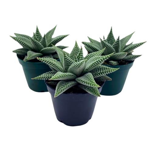 BubbleBlooms Haworthia Miami Wandera Variegated Lace Aloe Set of 3 in 2 inch pots