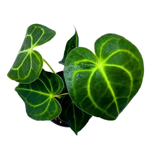 BubbleBlooms Anthurium Clarinervium Matuda in a 4 inch Pot Velvet Cardboard Rare Anthurium