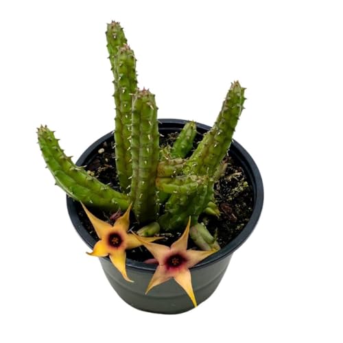 BubbleBlooms Stapelia Procumbens in a 4 inch Pot Huernia Procumbus, Starfish Cactus Orbea