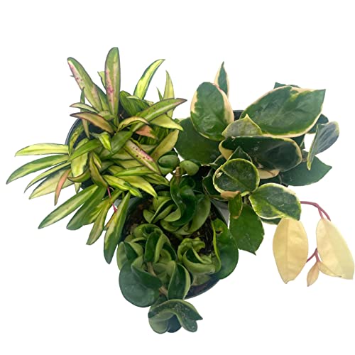 BubbleBlooms Hoya Assortment Set 3 Different Hoyas in 4 inch pots Growers Choice