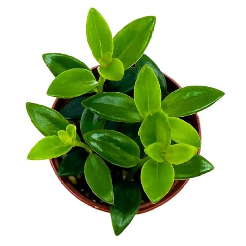 BubbleBlooms Columnea Lipstick Plant Goldfish Plant, 2 inch