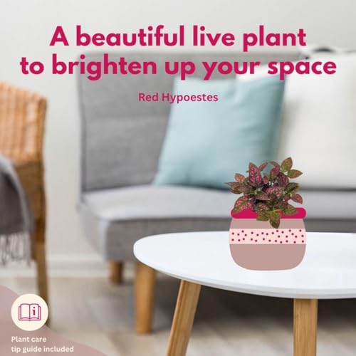 BubbleBlooms Red Hypoestes phyllostachya 2 inch Set of 3 Flamingo Polka Dot Plant Tiny Mini Pixie Plants