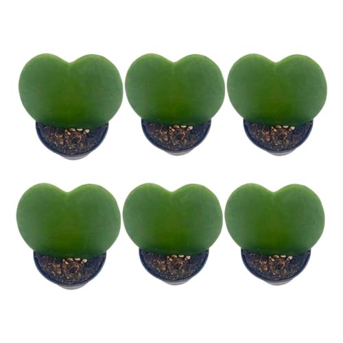 BubbleBlooms Hoya Kerrii Green Heart 6-Pack 2 inch Single Leaf No Node Sweetheart Mother's Day Valentine's Day Plant