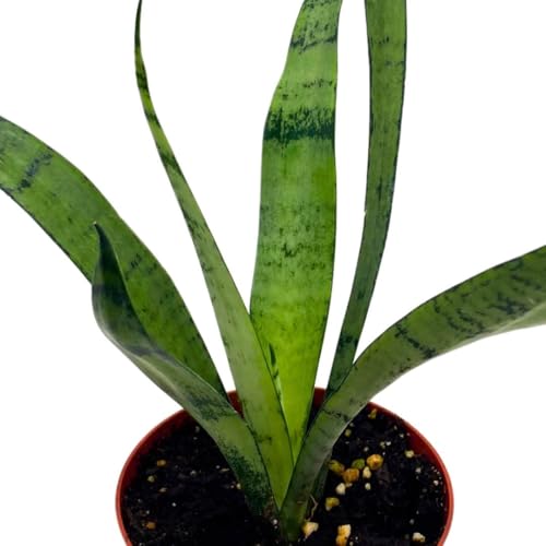 BubbleBlooms Sansevieria Silver Princess 4 inch Rare Sansevieria trifasciata Hybrid Snake Plant