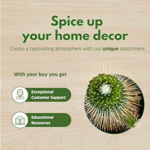 BubbleBlooms Un Pico Mammillaria spinosissima Spiny Pincushion Cactus, Well Rooted Potted Starter