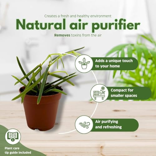 BubbleBlooms Hoya Linearis in a 2 inch Pot