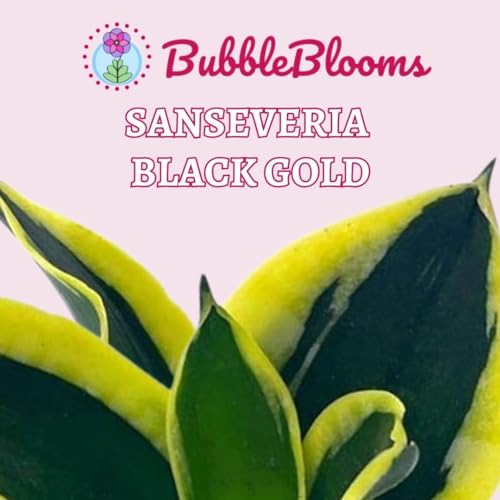 BubbleBlooms Black Gold Snake Plant 2 inch Set of 3 Green Yellow Albomarginata Dwarf Rosette Sansevieria Tiny Mini Pixie Plants