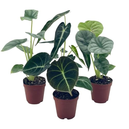 BubbleBlooms Alocasia Assortment Set, 2 inch pots, 4 Different Alocasias Frydek, Black Velvet, Silver Dragon, Maharani, Regal Shield, Bambino