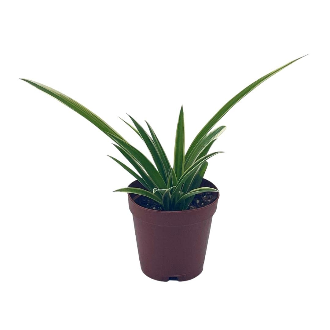 Spider Plant, Chlorophytum comosum, Limited, in a 2 inch Pot Tiny Mini Pixie Plant