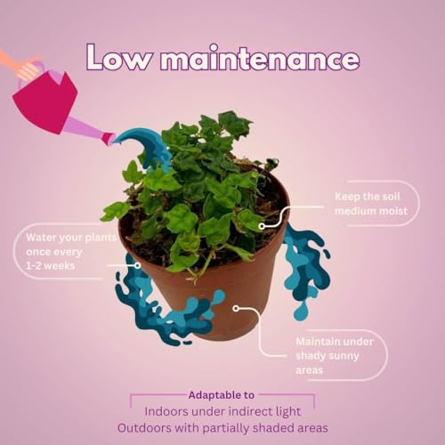 BubbleBlooms String of Frogs 2 inch Set of 3 Ficus Quercifolia Miniature Oakleaf Fig Tiny Mini Pixie Plants