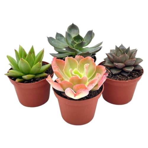 BubbleBlooms Echeveria Succulent Assortment, 3 inch Potted Live Variety Set
